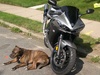 my dog and bike - Click To Enlarge Picture